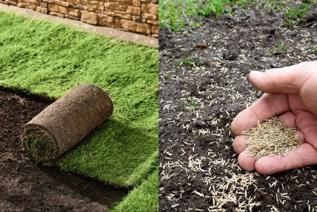 Fresh SOD vs seed
