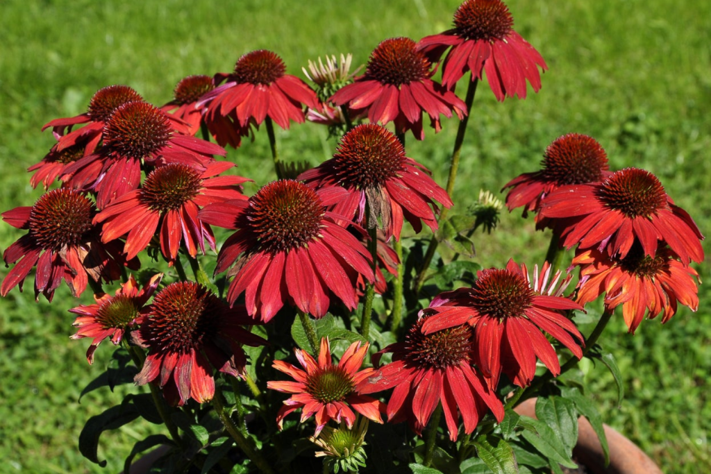 Best low maintenance plants in Ontario