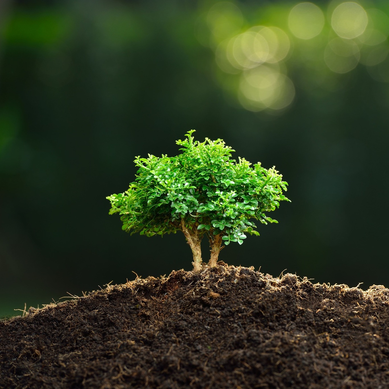 Lower soil PH level